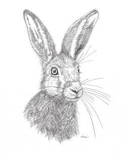 'Hare' Giclee print