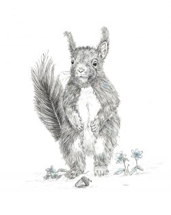 SQUIRREL! Giclee print