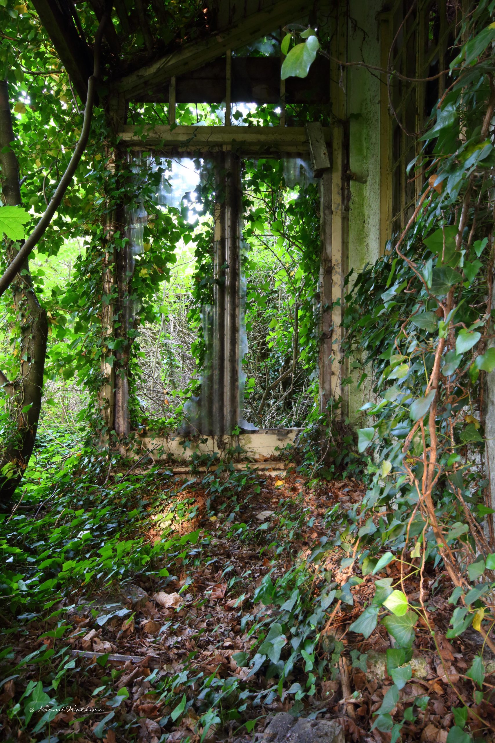 Greenhouse Giclee print