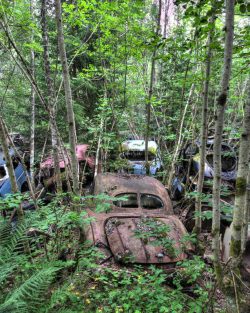 Car Graveyard